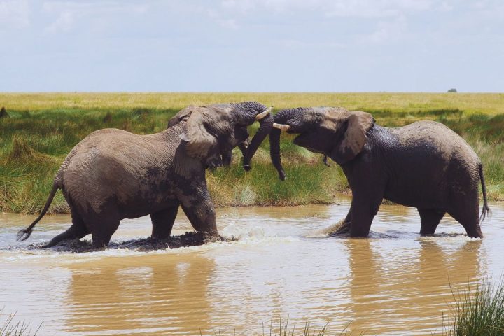 Elephant Elephant