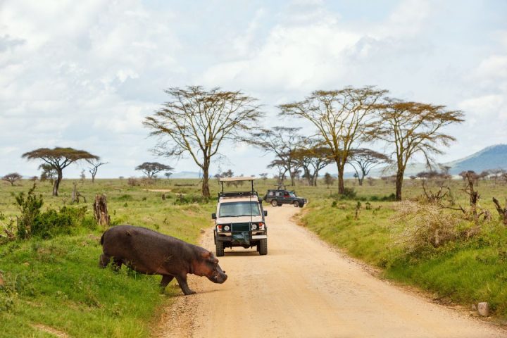 safari safari