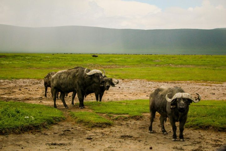 ngorongoro ngorongoro