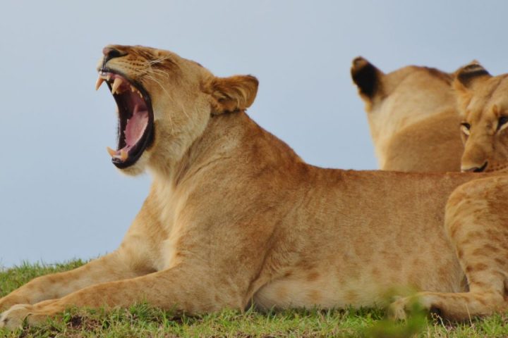 serengeti serengeti