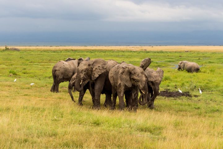 Elephant Elephant